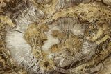 Polished Petrified Wood (Araucaria) Round - Madagascar #355333-1